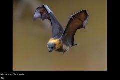 Bats - Kyffin Lewis