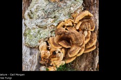 Tree Fungi  - Gail Morgan