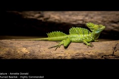 Plumed Basilisk - Annette Donald