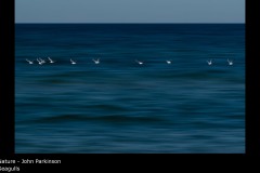 Seagulls - John Parkinson