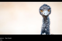Emu - Paul Dodd