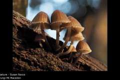 Fungi Mt Macedon - Susan Rocco