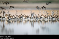 Sharp-tailed Sandpipers - Paul Dodd