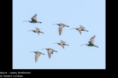 Far Eastern Curlews - Lesley Bretherton