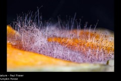 Pumpkin Forest - Paul Fraser