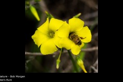 Bee's Bum - Bob Morgan