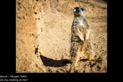Are you looking at me?  - Morgan Tobin