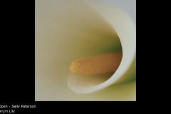 Arum Lily - Sally Paterson