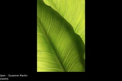 LEAVES - Suzanne Martin