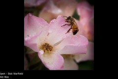 Wet Bee - Bob Warfield