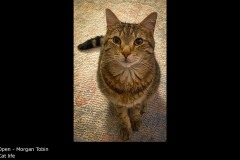 Cat life - Morgan Tobin
