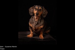 Chippy - Suzanne Martin