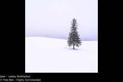 Fir Tree Biei - Lesley Bretherton