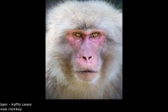 snow monkey - Kyffin Lewis