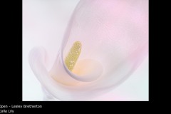 Calla Lily - Lesley Bretherton
