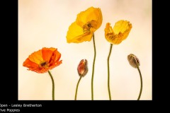 Five Poppies - Lesley Bretherton
