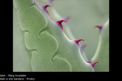 Walk in the Gardens - Prickly - Marg Huxtable