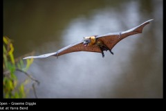 Bat at Yarra Bend - Graeme Diggle