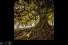 Morton Bay Fig 3 - Susan Rocco
