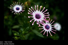 Other worldly blooms - Matt Smith