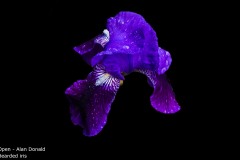 Bearded iris - Alan Donald