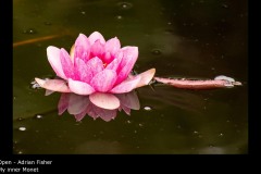 My inner Monet - Adrian Fisher