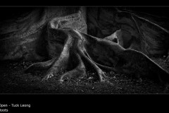 Roots - Tuck Leong