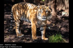 Bengal Tiger at Melbourne Zoo - Matthew Leane
