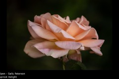Apricot Delight - Sally Paterson