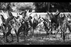 Fitzroy Gardens (Terry Noske ©)