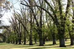 Fitzroy Gardens (Mike Lewis ©)