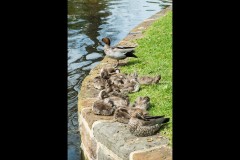 Fitzroy Gardens (David Dyett ©)