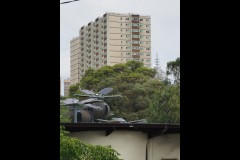 Fitzroy Streetscapes (Paul Palcsek ©)