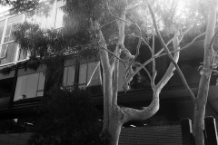 Fitzroy Streetscapes (Joe Hajdu ©)