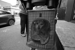 Fitzroy Streetscapes (Terry Noske ©)