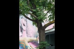 Fitzroy Streetscapes (David Dyett ©)