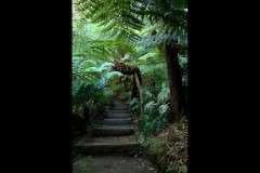 Forest Glade Gardens Outing (Doni Baz ©)