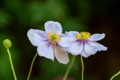 Forest Glade Gardens Outing (Michael Brown ©)