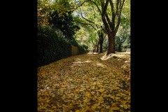 Forest Glade Gardens Outing (Jenny Hartman ©)