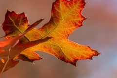 Forest Glade Gardens Outing (Phil Marley ©)