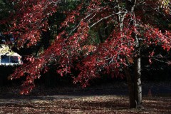 Forest Glade Gardens Outing (Doni Baz ©)