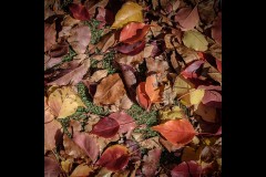 Forest Glade Gardens Outing (Bob Clothier ©)