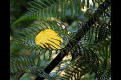 Forest Glade Gardens Outing (Robert Fairweather ©)