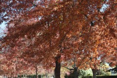 Forest Glade Gardens Outing (Mike Lewis ©)