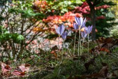Forest Glade Gardens Outing (Michael Brown ©)