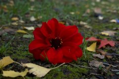 Forest Glade Gardens Outing (Doni Baz ©)