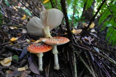 Forest Glade Gardens Outing (Sony Varma ©)