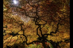 Forest Glade Gardens Outing (Phil Marley ©)