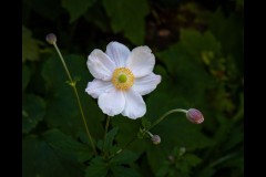 Forest Glade Gardens Outing (Robert Fairweather ©)