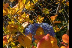 Forest Glade Gardens Outing (David Davidson ©)